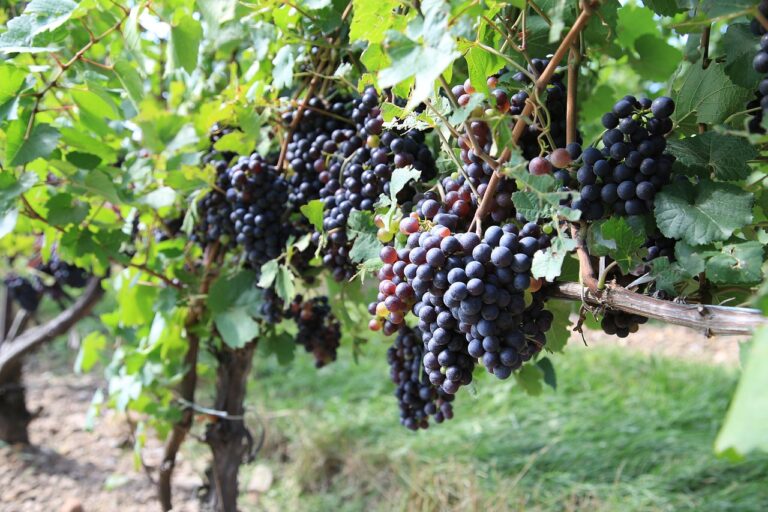 Vendemmia: in Veneto servono viti più resistenti contro il cambiamento climatico