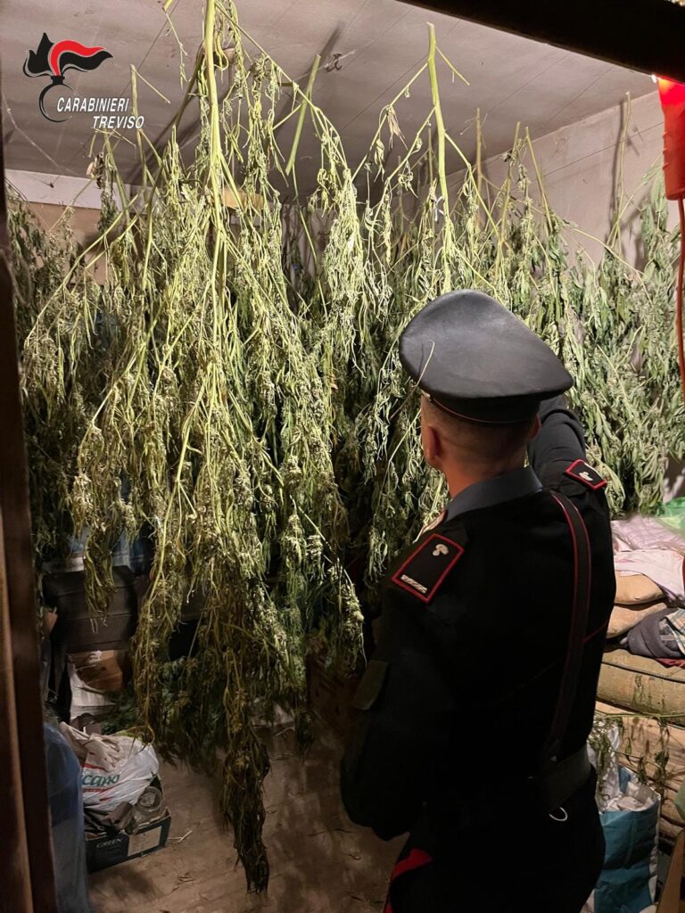 Aveva in casa 20 chili di marijuana in essiccazione: arrestato (e rimesso in libertà) un anziano a Castelfranco Veneto