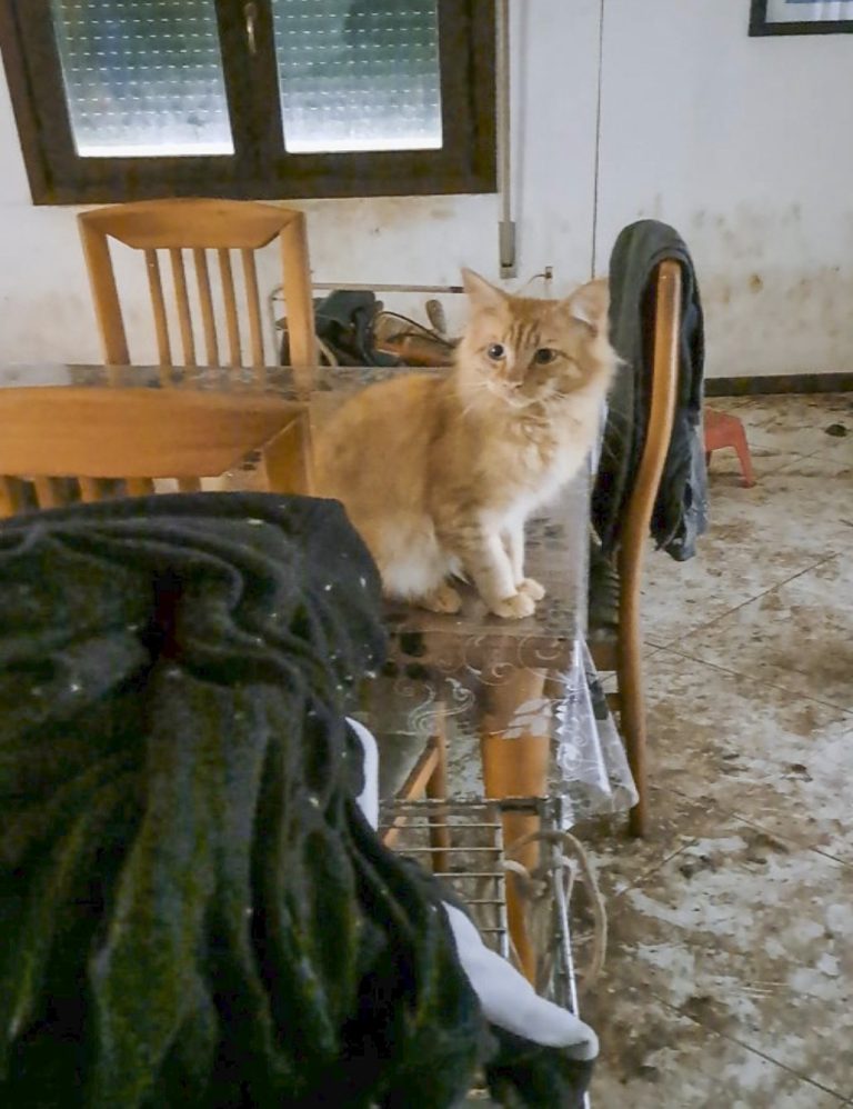 Padova, sequestrati 33 gatti maltrattati: gli animali affidati ad un’associazione