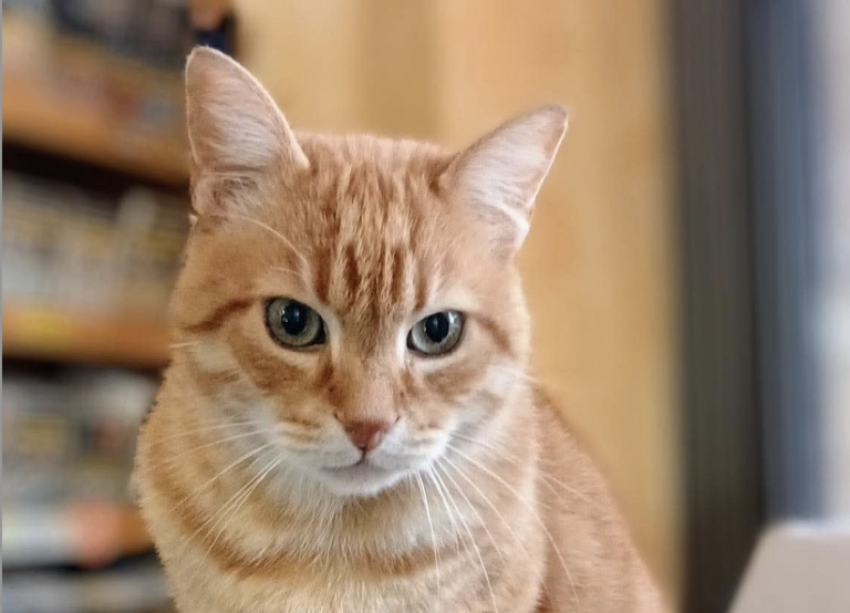 Rovigo in lutto: è morto il gatto Rossini investito da un’auto