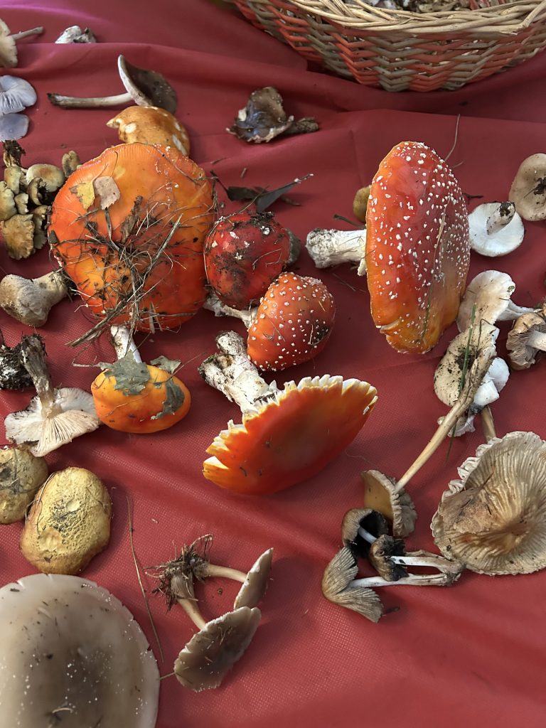 Raccolta funghi: uno su cinque è tossico o non commestibile