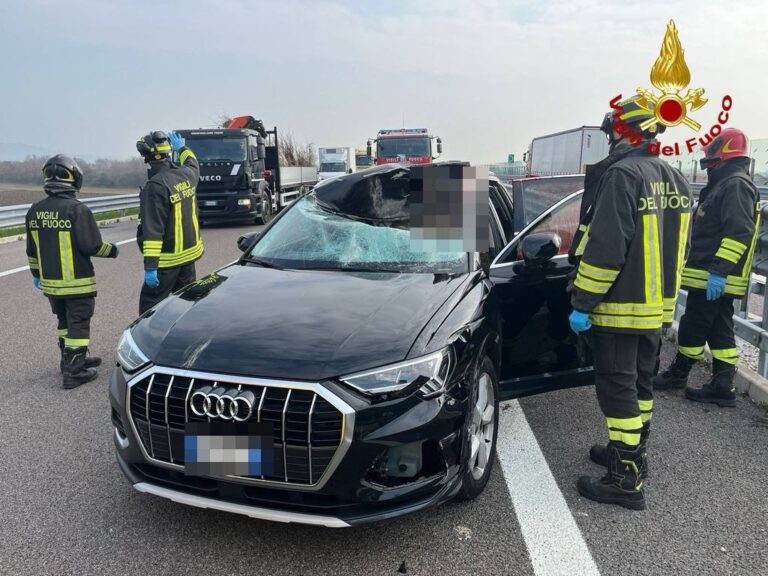 Bassano del Grappa, spaventoso incidente sulla Pedemontana Veneta: cervo sfonda il parabrezza di un’auto e colpisce la donna alla guida