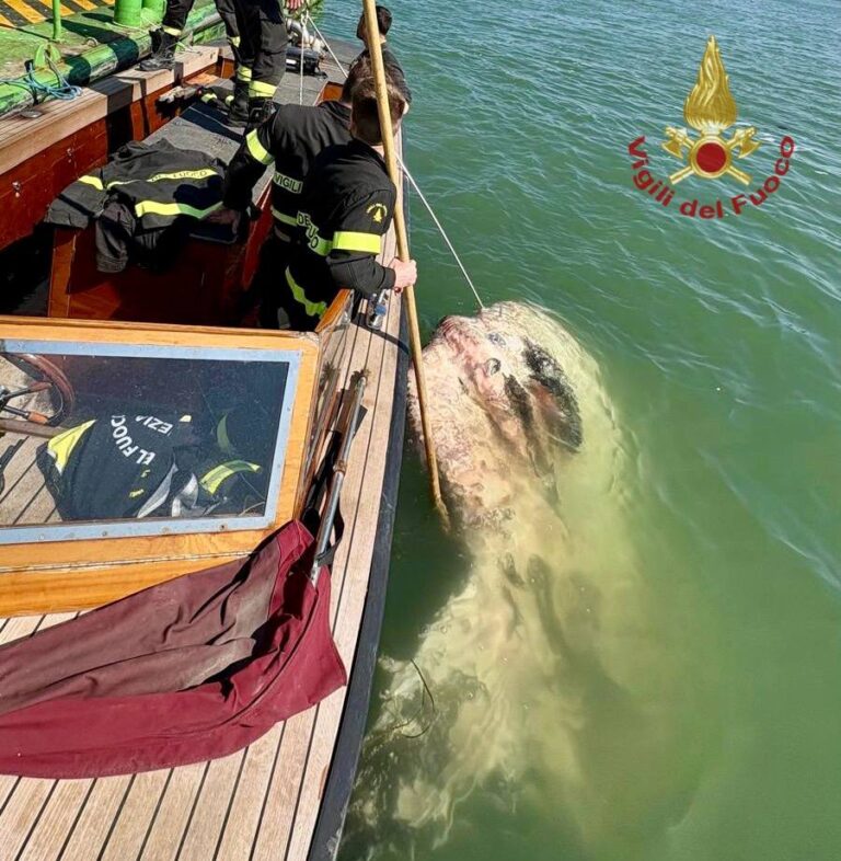 Enorme pesce luna recuperato a Venezia