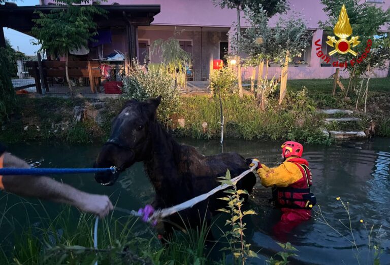 Abano Terme: soccorso un cavallo di 27 anni caduto nel canale Biancolino