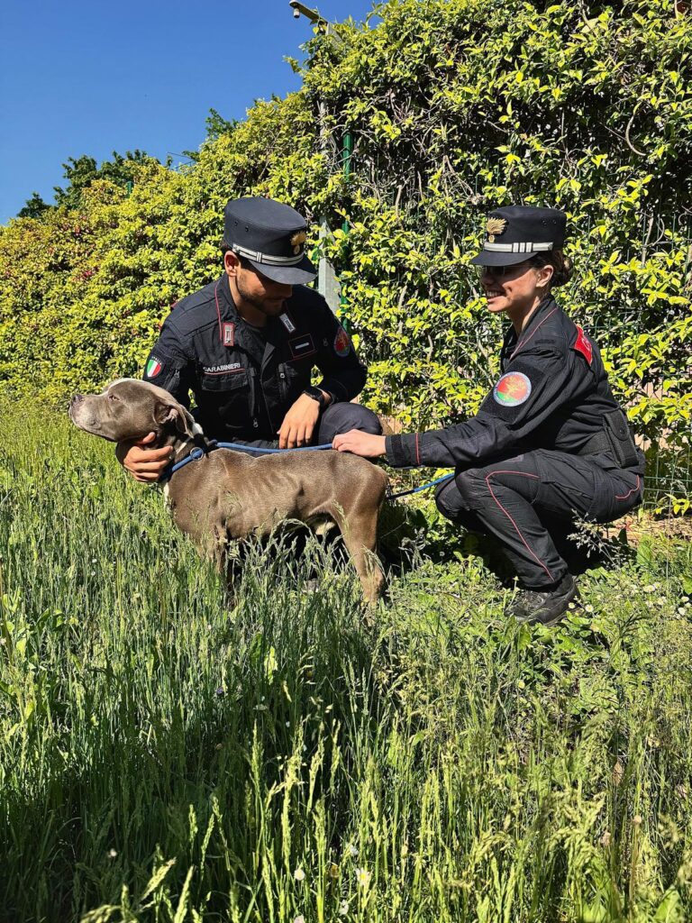 Cane maltrattato e finto randagio: tre denunciati a Paese