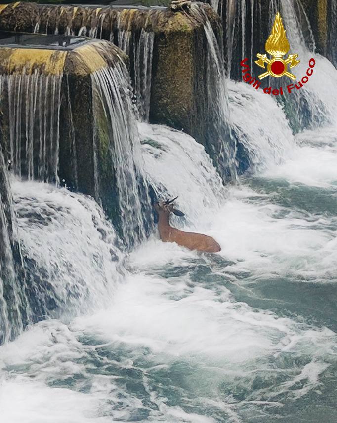 Capriolo cade in un canale a Susegana, salvato dai vigili del fuoco