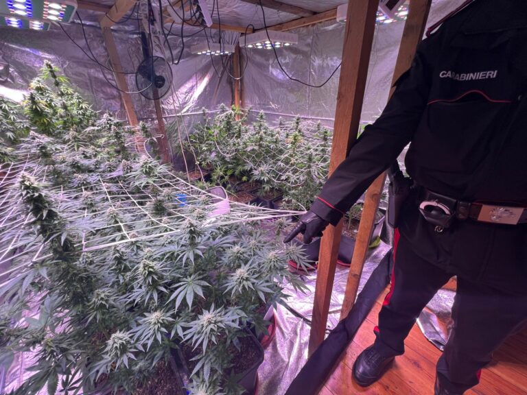 Scoperta serra di marijuana a Tarzo: arrestato 34enne