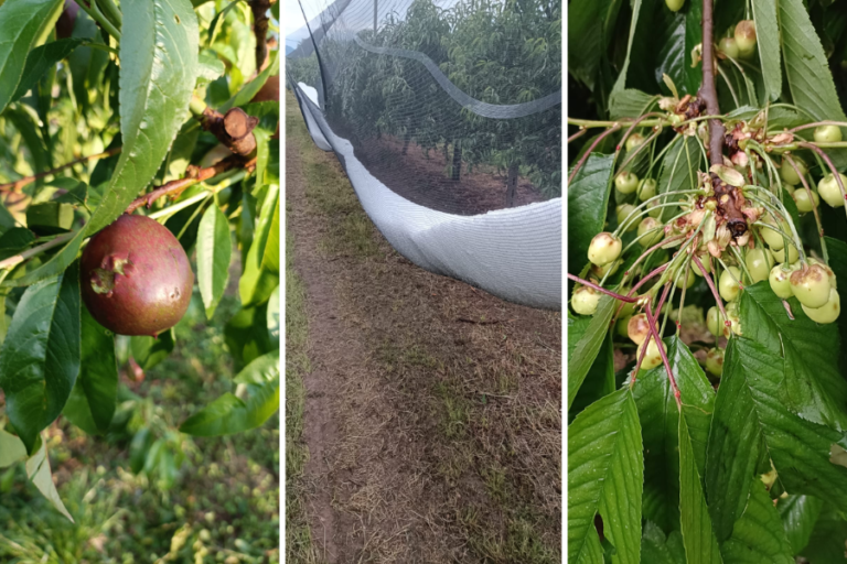 Maltempo in Veneto, danni a vigneti e colture: colpite ancora Verona, Padova, Treviso e Venezia