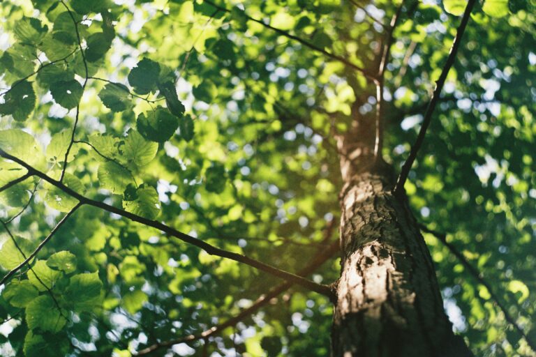 Padova, boom di alberi: è la prima città del Veneto per verde urbano