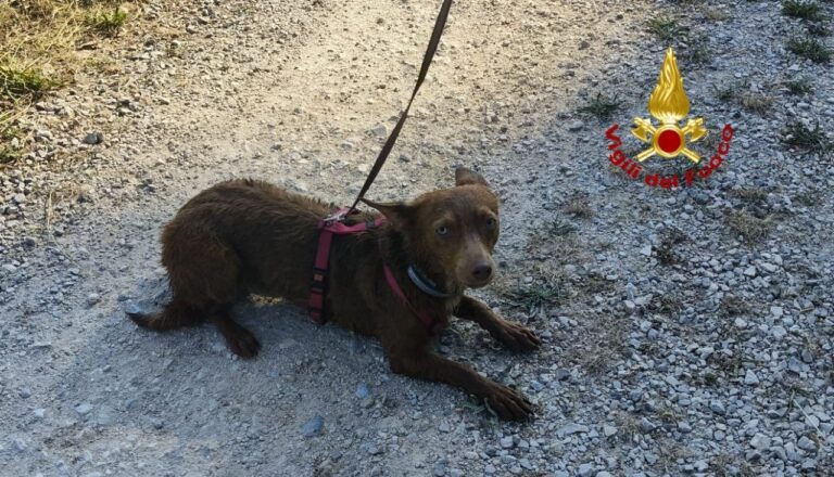 Cane cade nel Piovego, salvato dai Vigili del Fuoco di Padova con un gommone