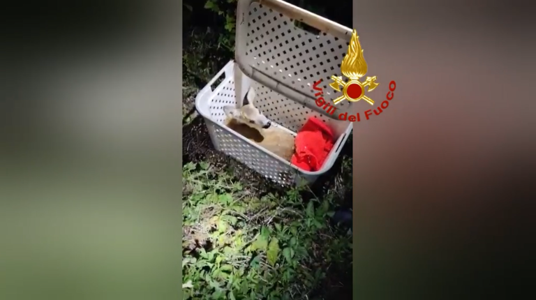 Castelnovo Bariano, cucciolo di daino si smarrisce: salvato dai Vigili del fuoco e rimesso in libertà