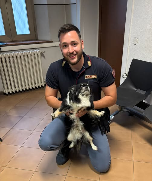 Chihuahua smarrito e spaventato dal temporale salvato dalla Polizia di Belluno