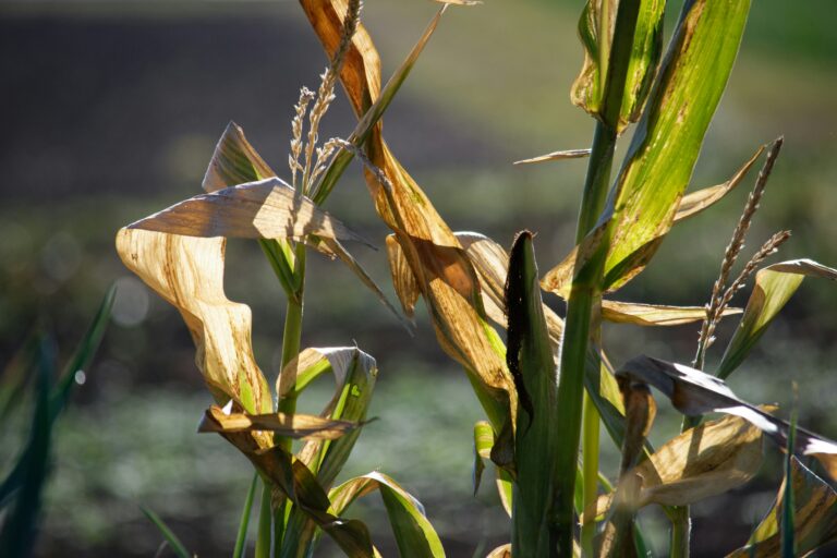 Siccità, Cia Venezia: “Danni all’agricoltura per più di 50 milioni di euro”
