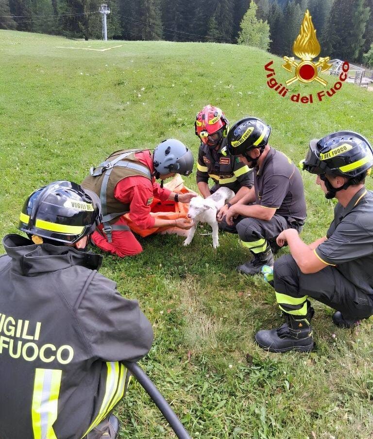 Selva di Cadore: due cani recuperati dai vigili del fuoco su un pendio del monte Mondeval