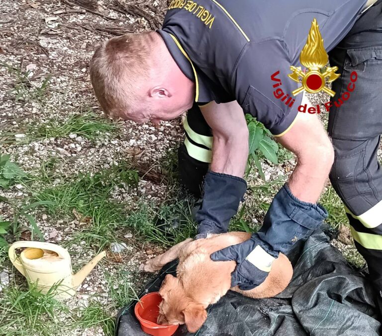 Cane intrappolato sotto una catasta di tronchi salvato dai Vigili del Fuoco a Lusiana Conco