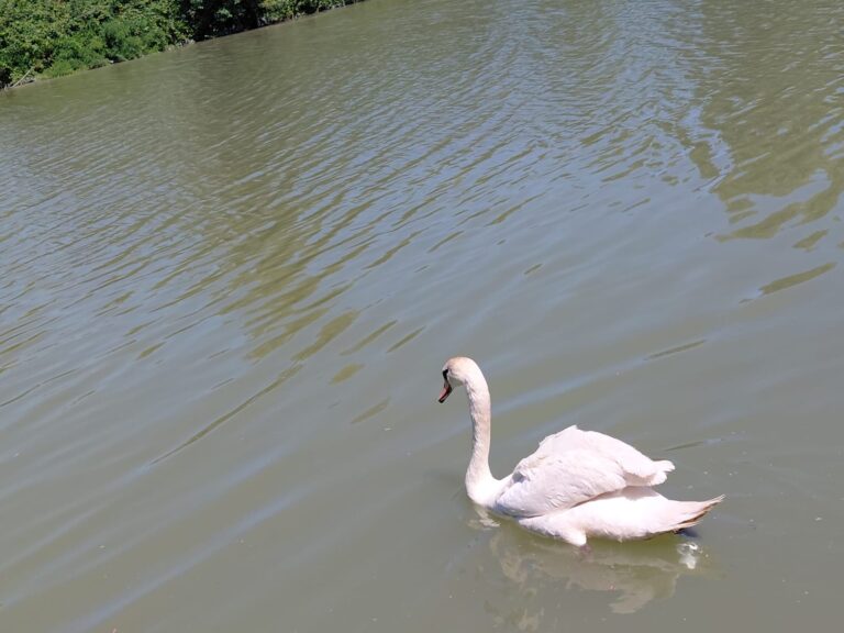 Cigno ferito salvato e rimesso in libertà nel Delta del Po