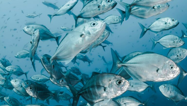 Guardia Costiera, oltre 3 tonnellate di pesce irregolare sequestrato nel veronese