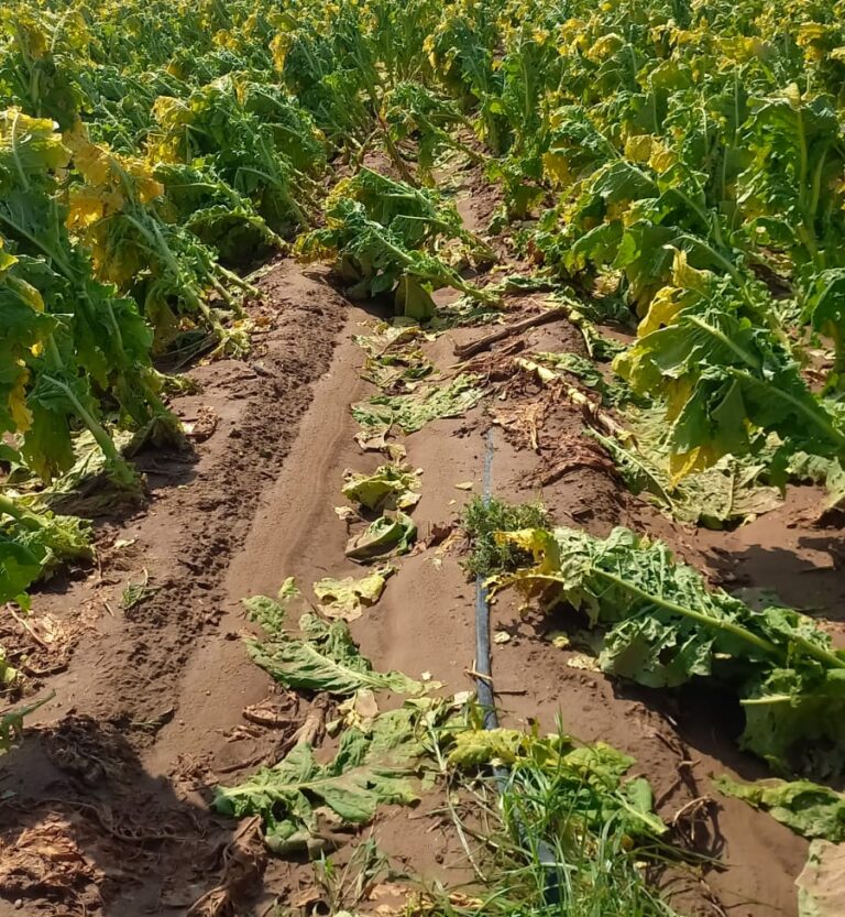 Verona, il maltempo danneggia l’agricoltura: 200 litri di pioggia in 2 ore