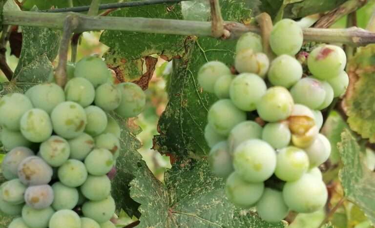 Grandine nel veronese, Codive: “Danni rilevanti all’uva in una fase delicata per la vendemmia”