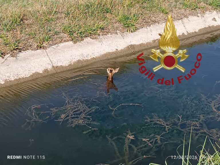 Rosolina, daino scivola in un canale d’irrigazione: tratto in salvo dai vigili del fuoco