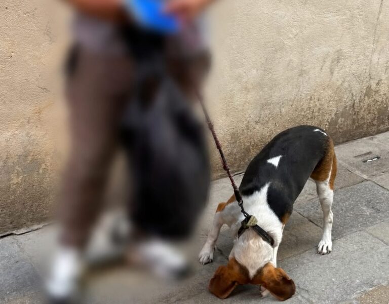 Venezia, si serve di un cane per elemosinare: la polizia locale sequestra l’animale