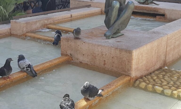 Fontane chiuse a Padova, l’ufficio tutela animali: “Nessuna criticità per i volatili”