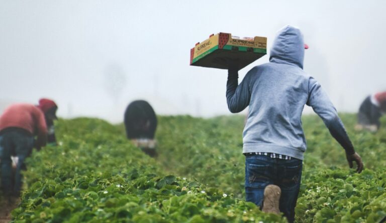 Manodopera agricola, Bond: “Appello alle camere di commercio venete per un percorso condiviso che aiuta senza contestazioni”