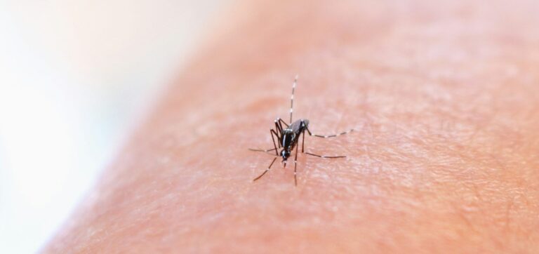 Dengue a Terranegra, scatta la terza disinfestazione: trattamento anti-zanzare previsto nella notte
