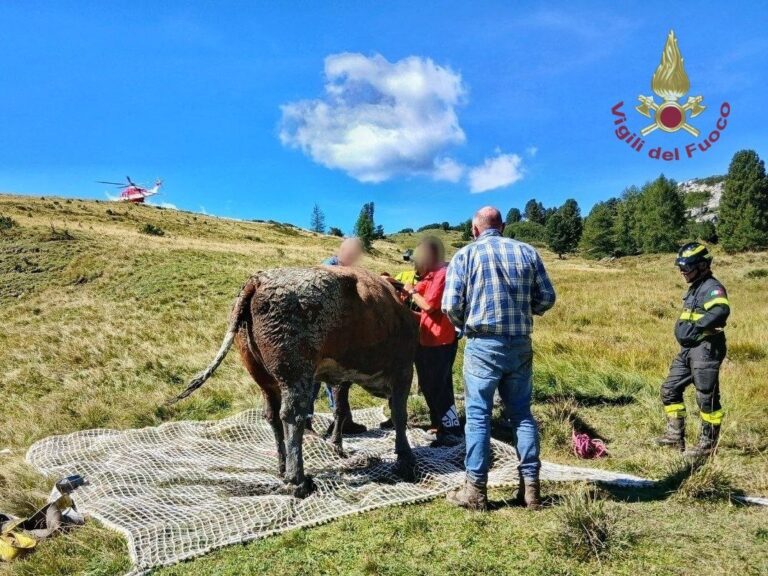 Livinallongo del Col di Lana: mucca resta bloccata nel fango, recuperata con l’elicottero dei Vigili del Fuoco